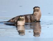 otters
