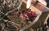 cranberry rake