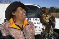 red-tailed hawk