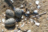American oystercatcher nest