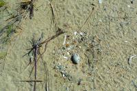 American oystercatcher nest
