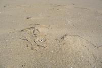 American oystercatcher nest 