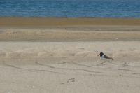 American oystercatcher 