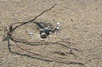 American oystercatcher nest 