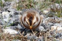 Snow bunting. 