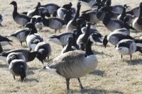 Canada geese and brant 