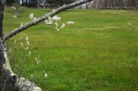Shadbush on the edge of the Middle Road, West Tisbury