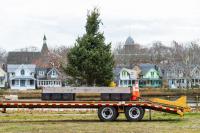 The tree is ready to go into Sunset Lake in Oak Bluffs.