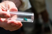 Six-spotted tiger beetle, (Cicindela sexguttata).