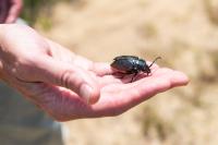 Matt Pelikan holding a Broad-Necked Root Borer (Prionus laticollis).