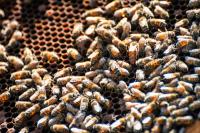 The Queen is in the top right.