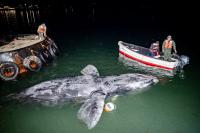 The right whale arrives in Vineyard Haven harbor before being trucked to Aquinnah.