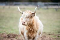 Highland cow at Slough Farm.