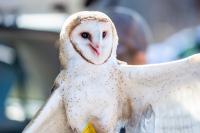 The owl is uncomfortable in the daylight but relatively docile.