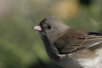 Dark-eyed junco.