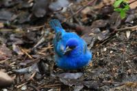 Indigo bunting.