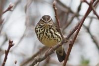 Northern waterthrush.