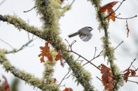 Black-capped chickadee in West Tisbury.