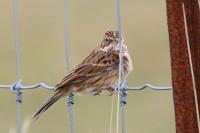 Vesper sparrow.