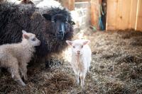 Ewes watch closely over the lambs.