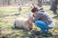 Christa Fischer checking on a ewe.