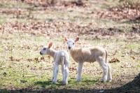 Two lambs at Flat Point Farm in West Tisbury take advantage of some nice weather.