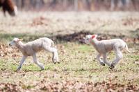 Spring is the time for running and playing.