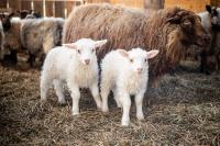 Spring lambs often come in pairs.