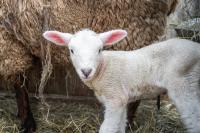A classic sight of spring.