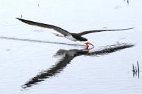 Black skimmer.