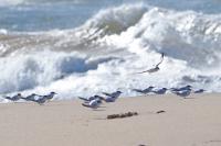 Least terns.