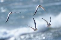 Least terns.