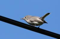 Blue-gray gnatcatcher.