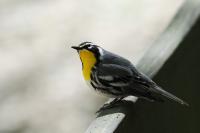 Yellow-throated warbler.