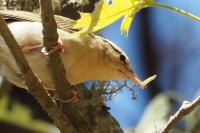 Worm-eating warbler.