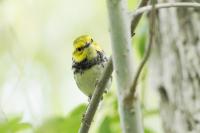 Black-throated green warbler.