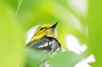 Black-throated green warbler.
