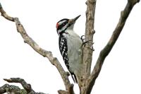 Hair woodpecker.