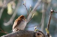 Veery.