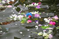 Flowers float away in Menemsha harbor.