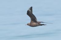 Parasitic jaeger.