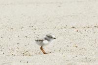 Piping plovers.