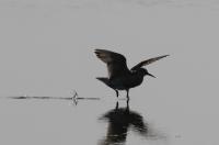 Red knot.