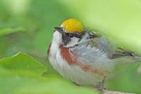 Chestnut-sided warbler.