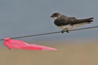 Bank swallow.