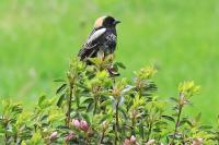 Bobolink.
