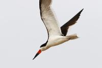Black skimmer.