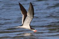 Black skimmer.