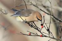 Cedar waxwing.