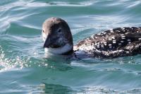 Common loon.
